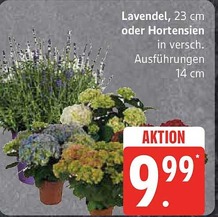 Lavendel oder Hortensien in verschiedenen Ausführungen, 14 cm