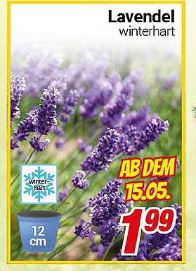 Lavendel winterhart