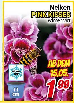 Nelken PINKKISSES winterhart