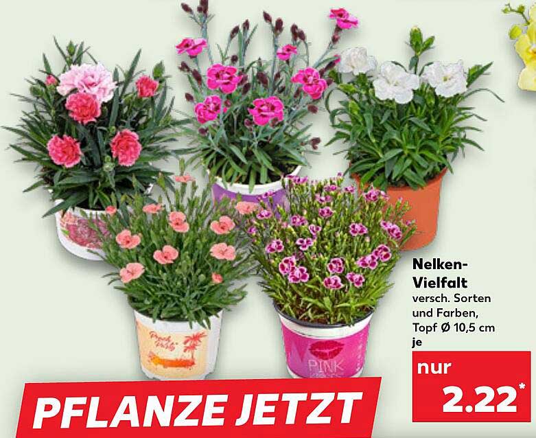 Nelken-Vielfalt, verschied. Sorten und Farben, Topf Ø 10,5 cm je