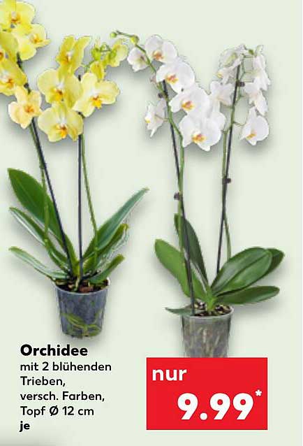 Orchidee mit 2 blühenden Trieben, verschiedene Farben, Topf Ø 12 cm