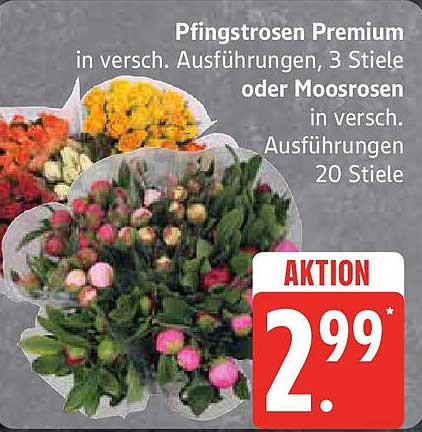 Pfingstrosen Premium in verschiedenen Ausführungen – 3 Stiele oder Moosrosen – 20 Stiele für nur 2,99