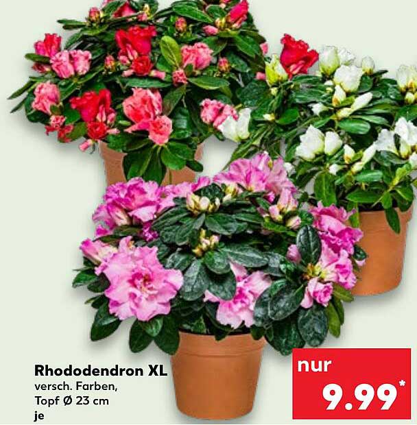 Rhododendron XL in verschiedenen Farben, Topf Ø 23 cm