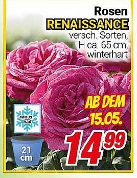 Rosen RENAISSANCE - verschiedene Sorten, H ca. 65 cm, winterhart