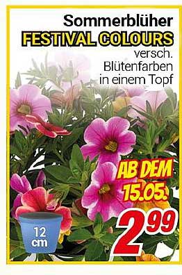 Sommerblüher FESTIVAL COLOURS – verschiedene Blütenfarben in einem Topf