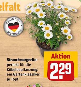 Strauchmargerite - perfekt für die Kübelpflanzung, ein Gartenklassiker, je Topf