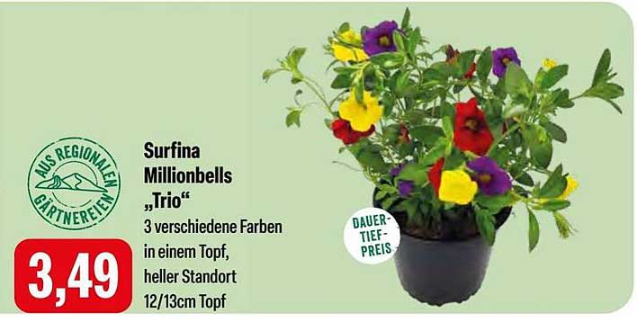 Surfinia Millionbells „Trio“ - 3 verschiedene Farben in einem Topf