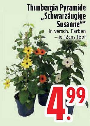Thunbergia Pyramide "Schwarzäugige Susanne" in verschiedenen Farben – 12cm Topf