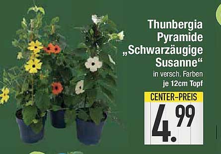 Thunbergia Pyramide „Schwarzäugige Susanne“ in verschiedenen Farben