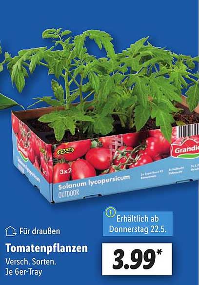 Tomatenpflanzen Versch. Sorten Je 6er-Tray