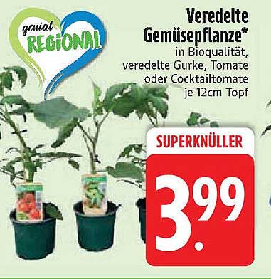 Veredelte Gemüsepflanze in Bioqualität – Gurke, Tomate oder Cocktailtomate je 12cm Topf
