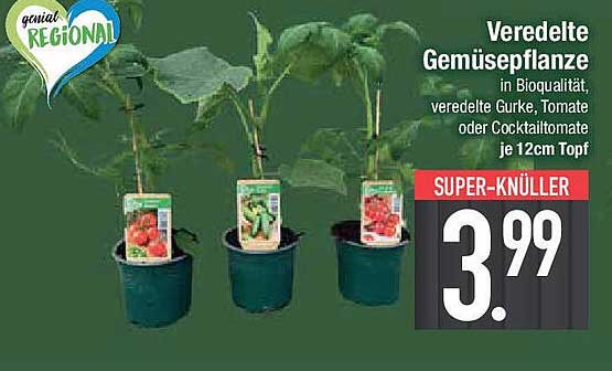 Veredelte Gemüsepflanze in Bioqualität – Gurke, Tomate oder Cocktailtomate je 12cm Topf