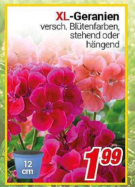 XL-Geranien - verschiedene Blütenfarben, stehend oder hängend