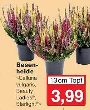 Besenheide »Calluna vulgaris, Beauty Ladies® Starlight®«