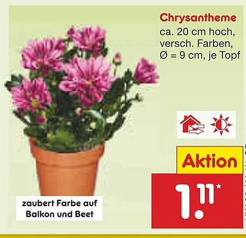 Chrysantheme ca. 20 cm hoch, versch. Farben, Ø = 9 cm, je Topf