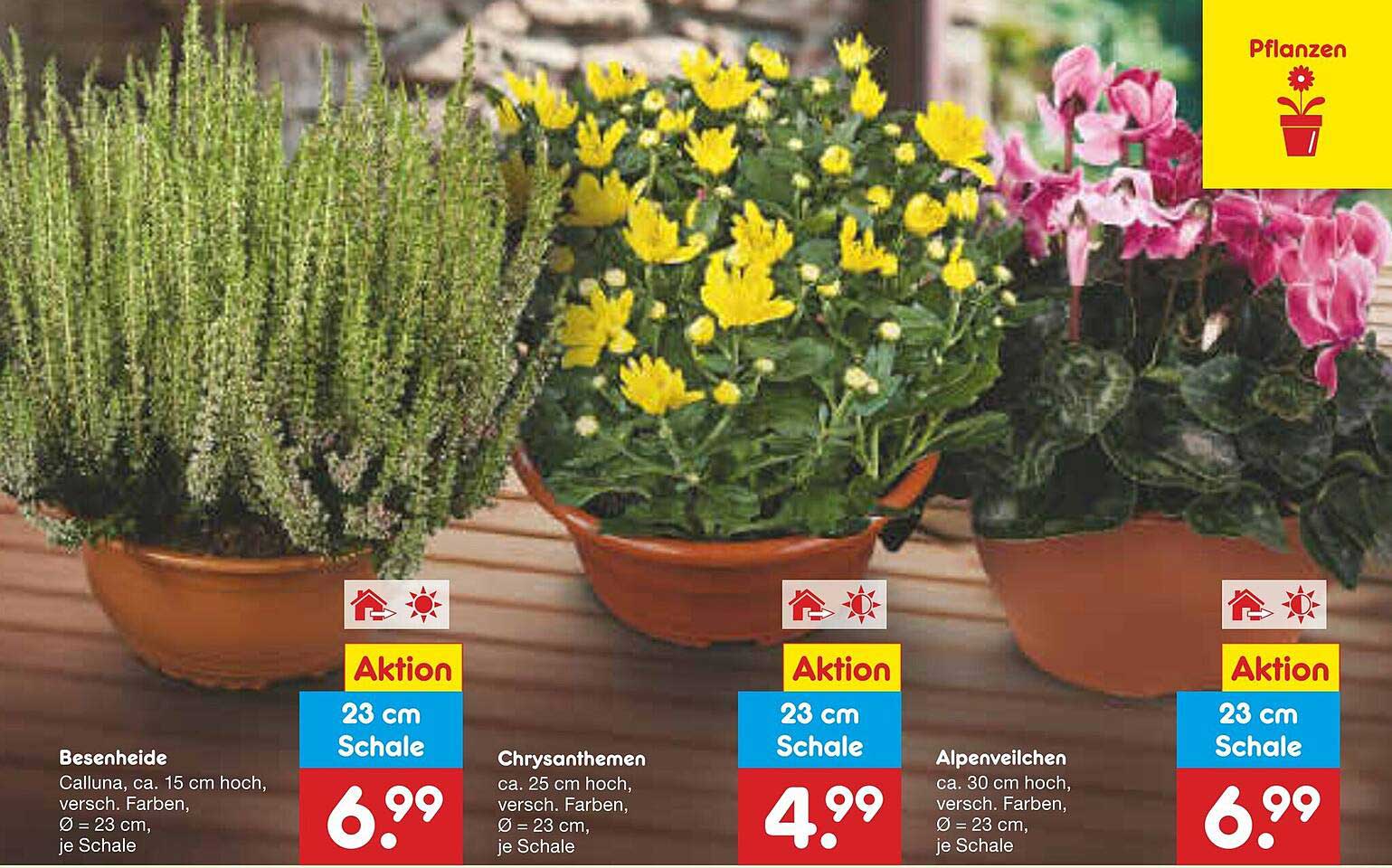 Chrysanthemen 23 cm Schale - Aktionspreis!