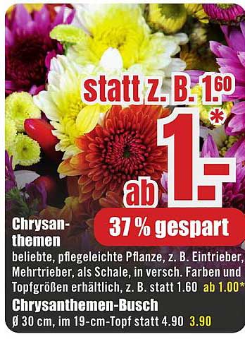 Chrysanthemen-Busch - ab 1,00 €