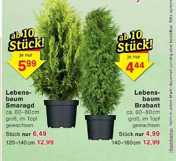 Lebensbaum Smaragd und Lebensbaum Brabant – Ab 10 Stück zum Sonderpreis!