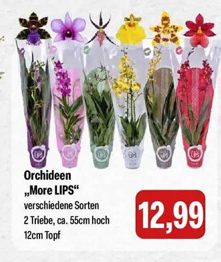 Orchideen „More LIPS“ - verschiedene Sorten