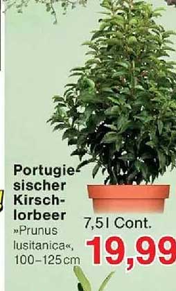 Portugiesischer Kirschlorbeer »Prunus lusitanica«, 100-125 cm