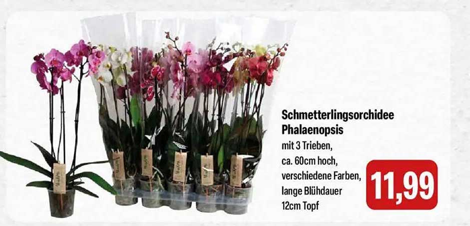 Schmetterlingsorchidee Phalaenopsis