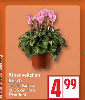 Alpenveilchen Busch, versch. Farben, ca. 35 cm hoch, 17 cm Topf