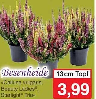 Besenheide »Calluna vulgaris, Beauty Ladies®, Starlight® Trio« 13 cm Topf