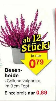 Besenheide »Calluna vulgaris«, im 9cm Topf