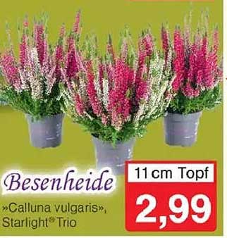 Besenheide »Calluna vulgaris«, Starlight® Trio