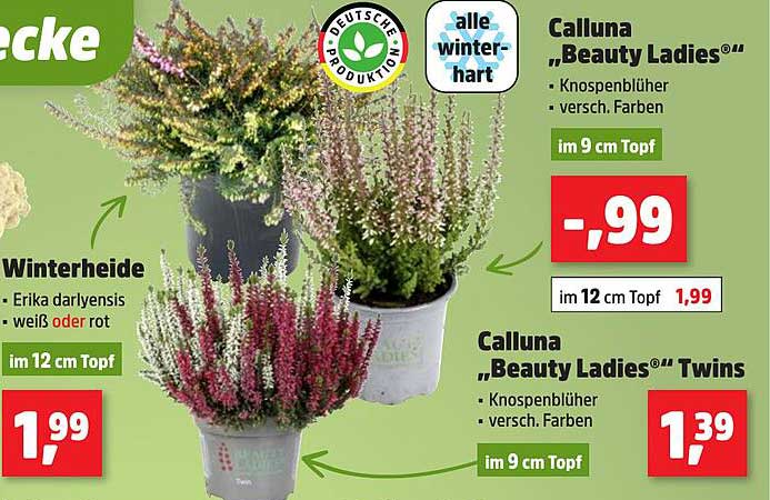 Calluna "Beauty Ladies®" - Knospenblüte in verschiedenen Farben