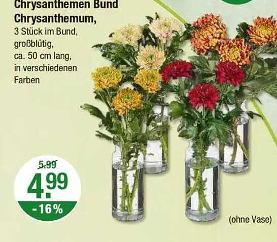 Chrysanthemen Bund Chrysanthemum, 3 Stück im Bund, großblütig, ca. 50 cm lang, in verschiedenen Farben