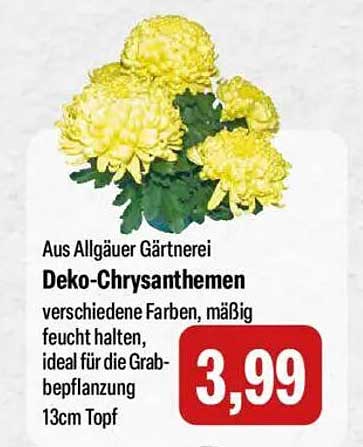 Deko-Chrysanthemen aus Allgäuer Gärtnerei – vielfältige Farben für die Grab- und Balkonbepflanzung