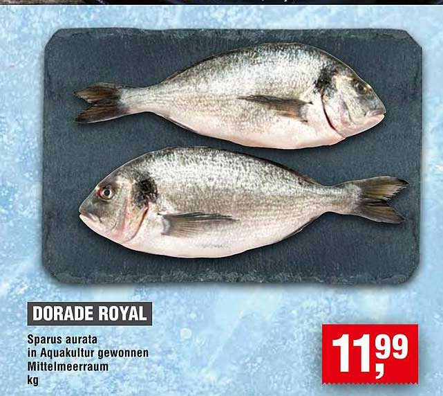 DORADE ROYAL - Sparus aurata in Aquakultur gewonnen