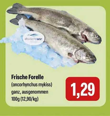 Frische Forelle (Oncorhynchus mykiss) ganz, ausgenommen