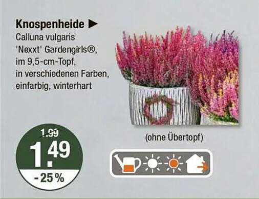 Knospenheide 'Nexxt' Gardengirls® im 9,5 cm-Topf