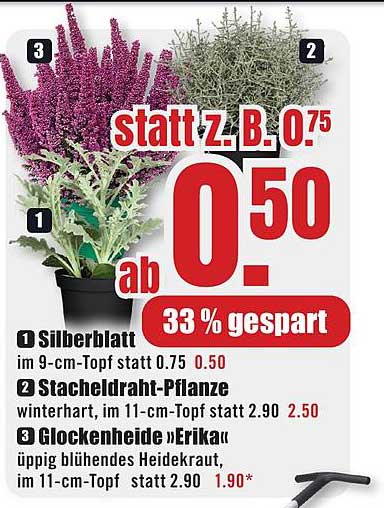 Silberblatt, Stacheldraht-Pflanze und Glockenheide 'Erika'
