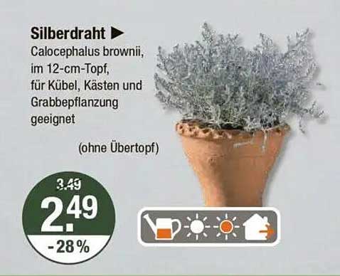 Silberdraht Calocephalus brownii im 12-cm-Topf