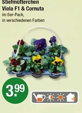 Stiefmütterchen Viola F1 & Cornuta im 6er-Pack, in verschiedenen Farben