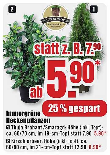 Immergrüne Heckenpflanzen