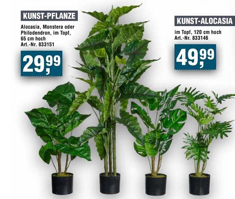 KUNST-PFLANZE Alocasia, Monstera oder Philodendron, im Topf, 65 cm hoch Art.-Nr. 833151