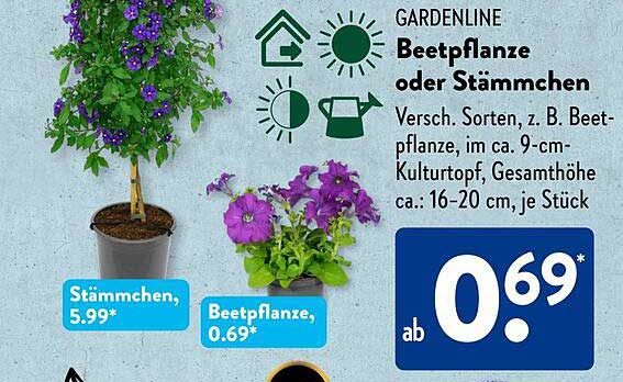Beetpflanze oder Stämmchen - Verschiedene Sorten