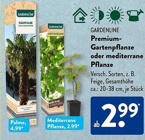 GARDENLINE Premium-Gartenpflanze oder mediterrane Pflanze