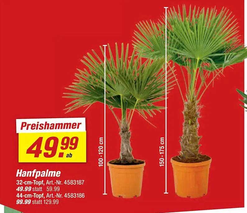Hanfpalme 32-cm-Topf, 44-cm-Topf und 100-175 cm hoch