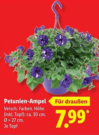 Petunien-Ampel