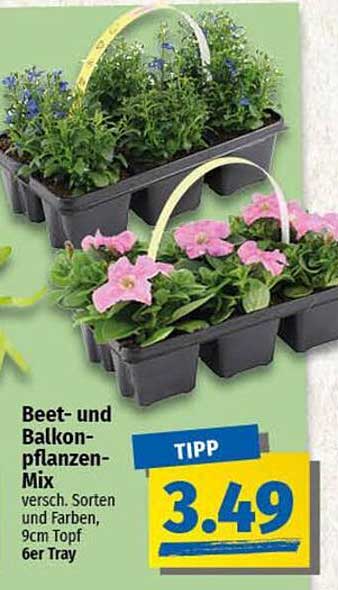 Beet- und Balkonpflanzen-Mix 6er Tray