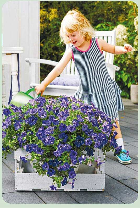 Blühende Pflanze für den Garten – Petunien in verschiedenen Farben