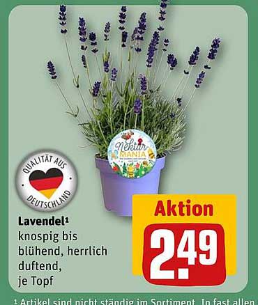 Lavendel – knospig bis blühend, herrlich duftend, je Topf