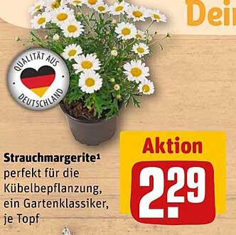 Strauchmargerite – perfekt für deine Kübelbepflanzung