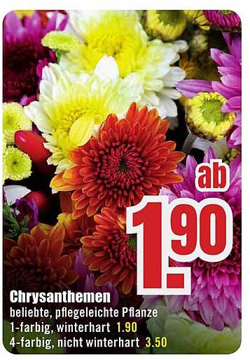 Chrysanthemen - beliebte, pflegeleichte Pflanze