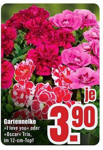 Gartennelke »I love you« oder »Oscar« Trio, im 12-cm-Topf